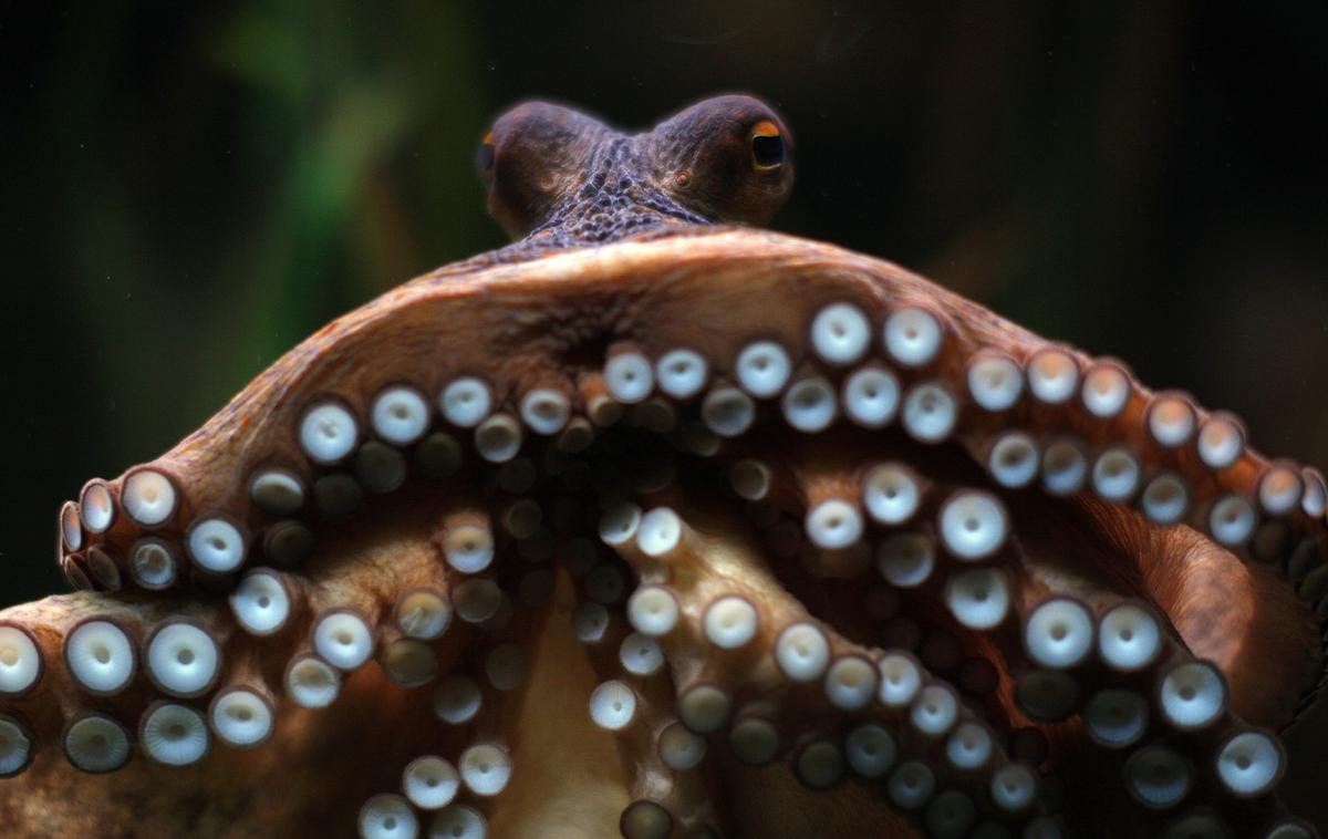 hobotnica | Na videz smo si različni, a morda smo si s hobotnicami možgansko bolj podobni, kot si mislimo. | Foto Reuters