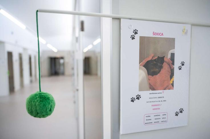 dan odprtih vrat, živali, zavetišče Gmajnice | Foto: STA/Boštjan Podlogar