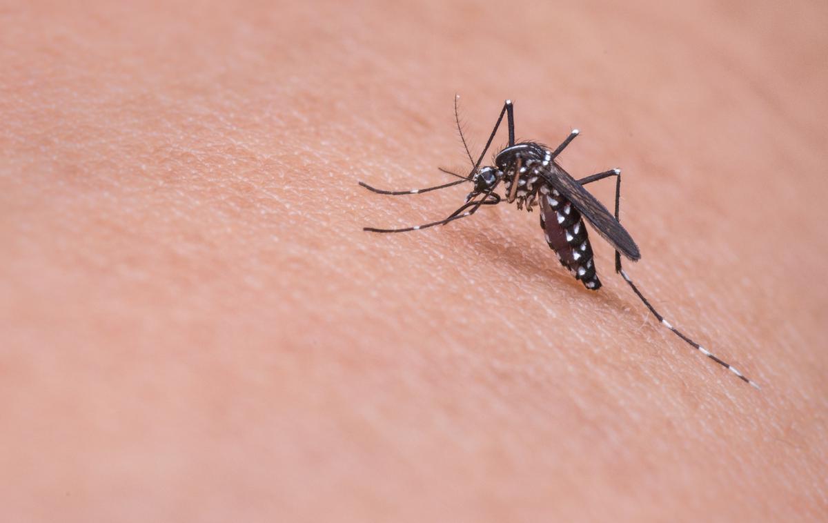 komarji | Virus Zahodnega Nila so odkrili na severozahodu Ugande v provinci West Nile l. 1937. Na človeka ga širijo okuženi komarji. | Foto Pixabay