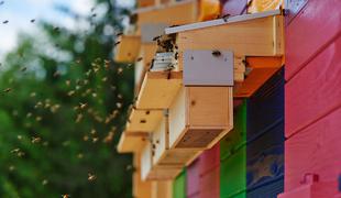 Objavljen seznam čebelarjev, ki so uporabljali nedovoljena zdravila