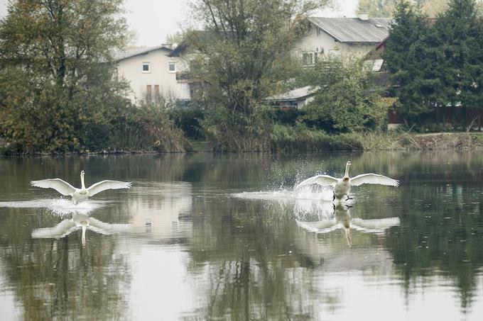 Koseški bajer | Foto: Ana Kovač