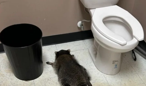 Rakun vdrl v trgovino z alkoholom, se napil in obležal. Kaj se je zgodilo potem?