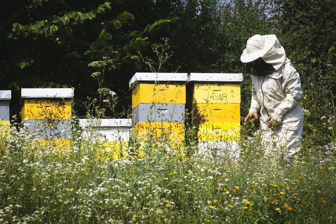 Julija se že tri leta ukvarja s čebelami. Nazadnje je ob piku doživela hudo reakcijo in zdaj preverjajo, ali je morda alergična nanje. | Foto: Bojan Puhek