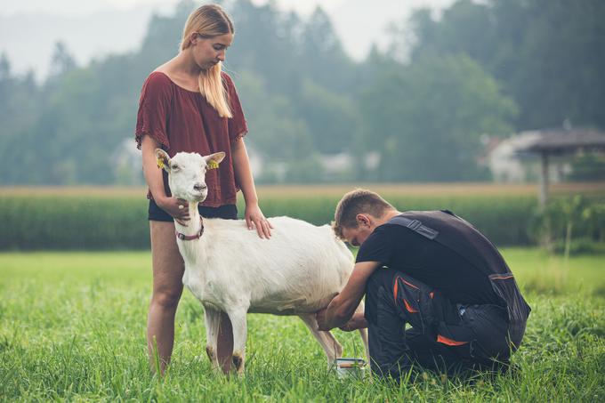 Glavne dejavnosti na kmetiji so prireja senenega kozjega mleka, reja kokoši nesnic in pridelava jagod ter poljedelstvo. | Foto: 