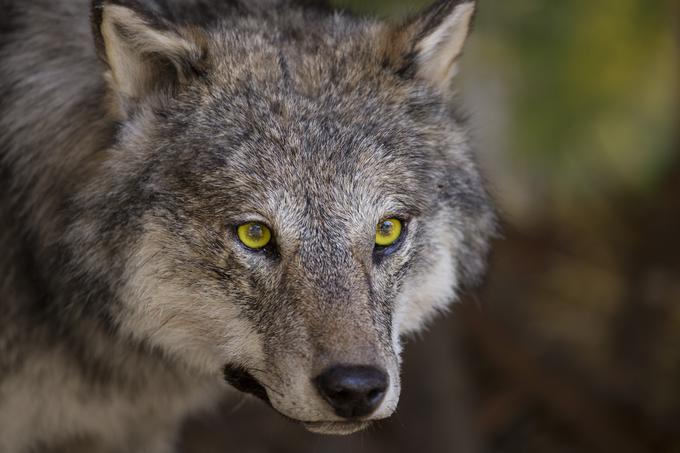 V luči vse pogostejših napadov volkov na domače živali Sindikat kmetov Slovenije v soboto pripravlja protest v Velikih Laščah. | Foto: Getty Images