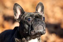 Francoski buldog