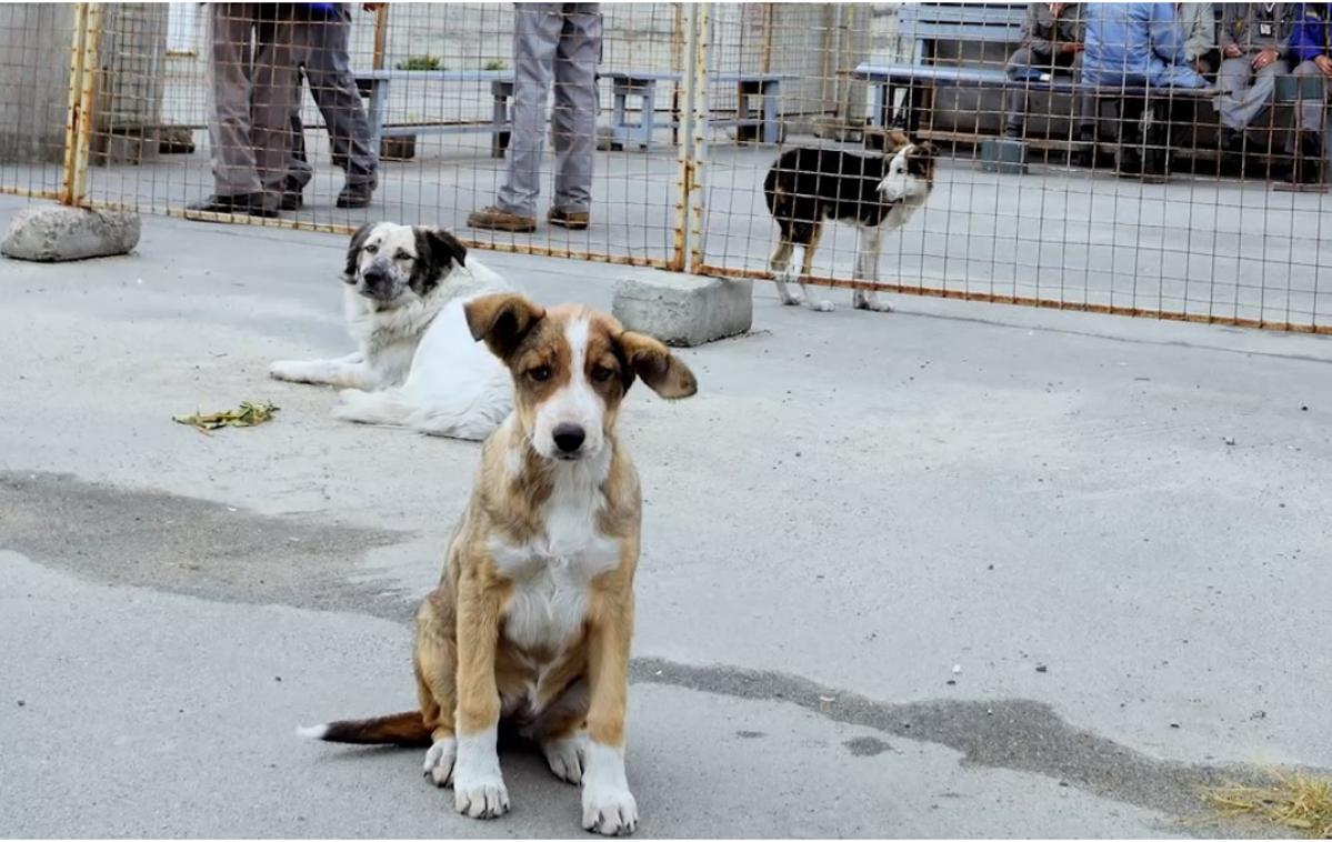 Černobil, psi | Černobilski psički | Foto zajem zaslona
