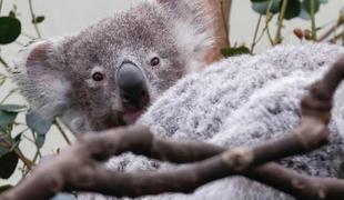 Koalam v delih Avstralije grozi izumrtje