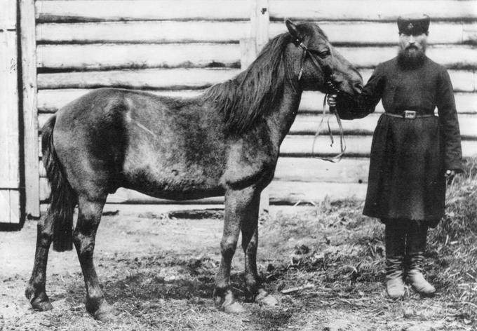 Poleg domačega konja, ki se seveda deli na več pasem, in konja przewalski je med drugim obstajala še konjska vrsta z imenom tarpan (na fotografiji je morda ne popolnoma čistokrvni tarpan v moskovskem živalskem vrtu leta 1884). Tarpani so izumrli v začetku 20. stoletja. Kot ugotavlja najnovejša študija o konjskih DNK, je tarpan nastal s križanjem med avtohtonimi evropskimi konji in konjsko vrsto, ki je blizu domačim konjem, ni pa z njo istovetna. Ta ugotovitev izpodbija prejšnje teze, da je bil tarpan divji prednik ali divja različica domačega konja ali pa da je nastal s križanjem domačega konja s konjem przewalski. Prvotno jedrno območje konjske vrste tarpan je bila današnja zahodna Ukrajina. | Foto: Thomas Hilmes/Wikimedia Commons