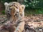 Tigrčki, tiger, tigrov mladič