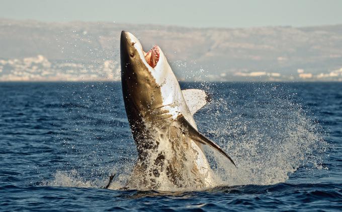 Primer hitrega izginjanja so morski psi, ki so žrtve predvsem, ko se nenamerno ujamejo v ribiške mreže in poginejo. | Foto: Thinkstock