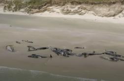 Na odročnem otoku poginilo več kot 140 kitov #video
