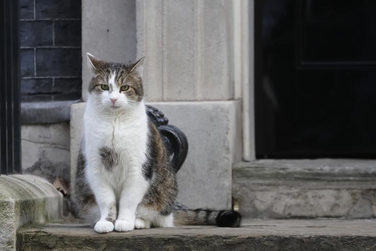 maček Larry | Foto: Guliverimage
