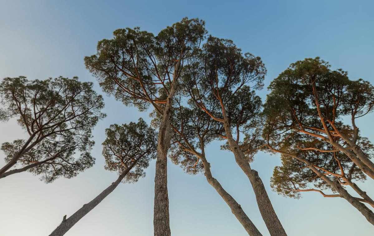 drevesa bor | Foto Shutterstock