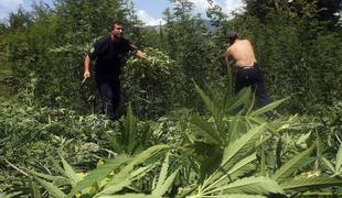 Albanske posle z marihuano je prevzela Islamska država