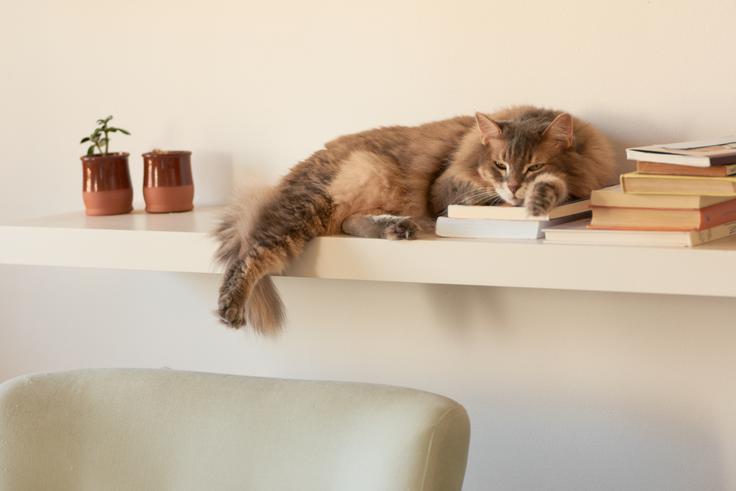 mačka | Foto: Shutterstock