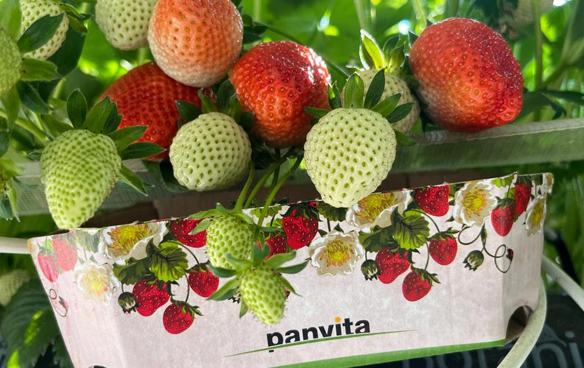 Panvita | Foto Panvita