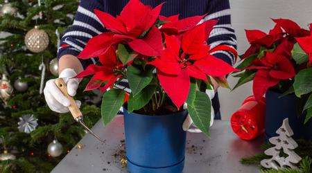 Kako božično zvezdo ohraniti lepo in zdravo?