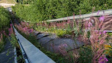 Zaraščeno skakalnico bodo obnovili, skakali bodo prek 160 metrov