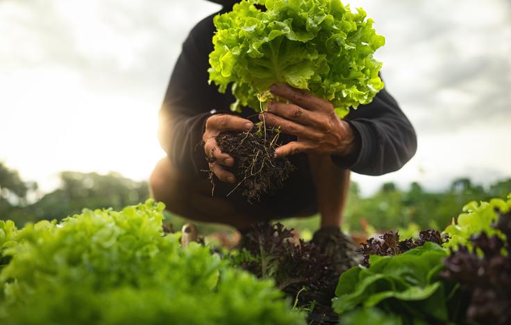 solata solata | Foto: Shutterstock