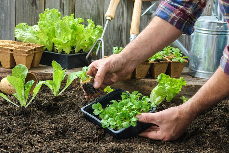Solata sodi v skupino rastlin, ki skorajda ne potrebuje gnojenja. | Foto: Thinkstock