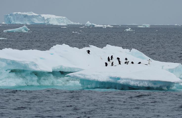 V raziskavi, katere ugotovitve so objavljene v znanstvenem časopisu The Cryosphere, je v povprečju odkrila 29 mikroplastičnih delcev na liter stopljenega snega. | Foto: Reuters