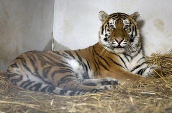 Foto: V ZOO Ljubljana na ogled novega para sibirskih tigrov