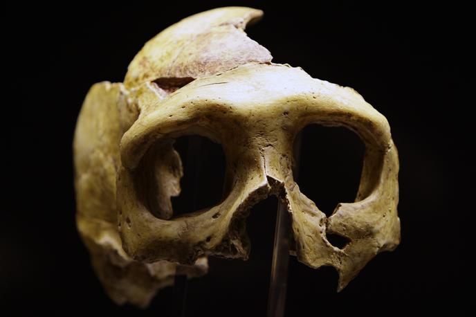 neandertalec | Replika neandertalčeve lobanje | Foto Reuters