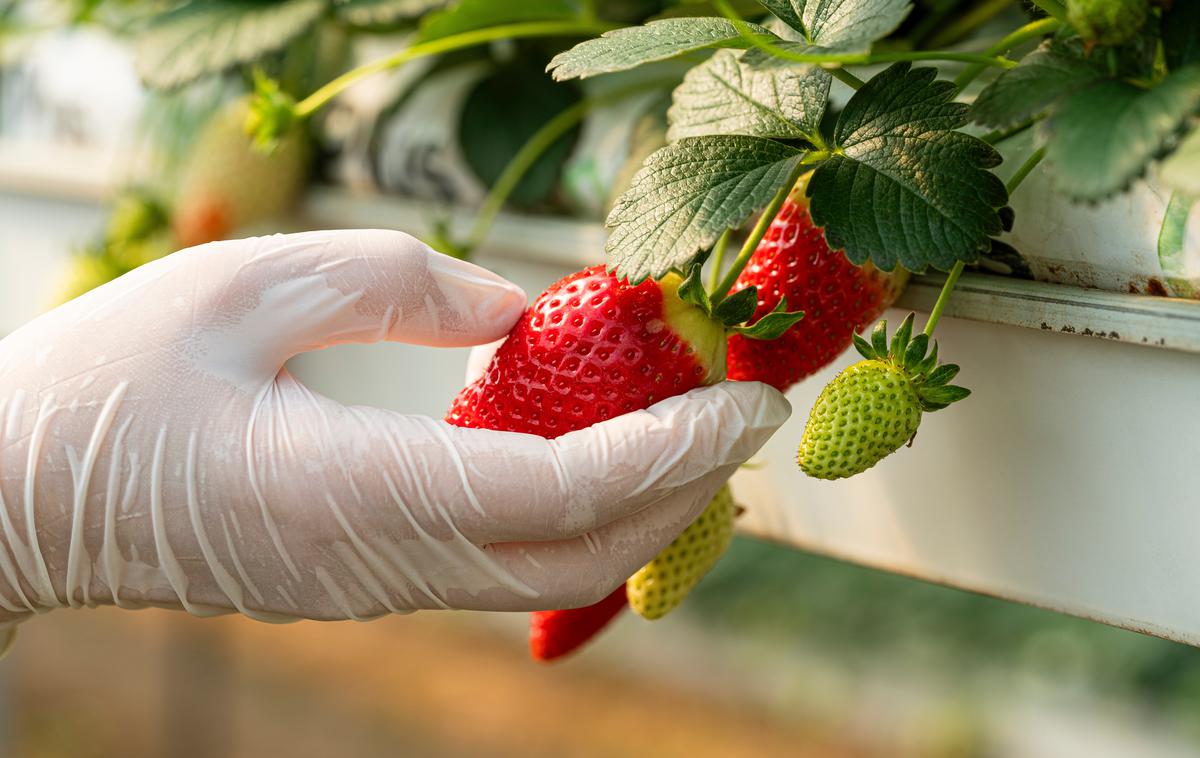 jagode | Foto Shutterstock