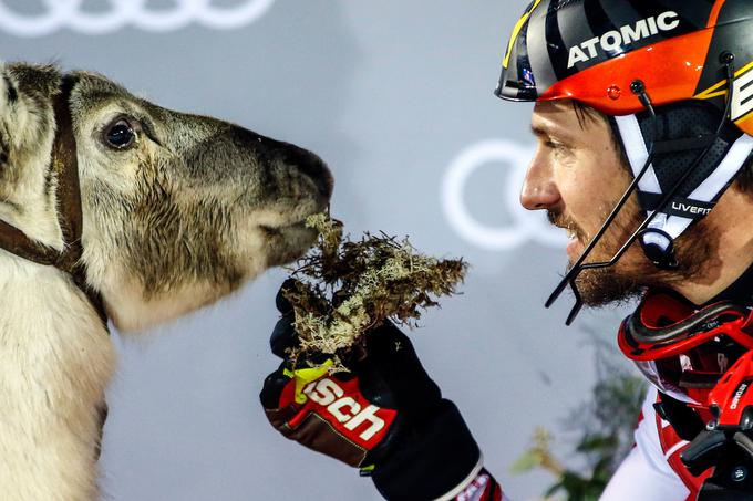 Mr. Snow (gospod Sneg), nov jelen na Hirscherjevi laponski farmi | Foto: Getty Images