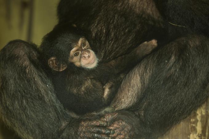 Šimpanzi | Foto: 