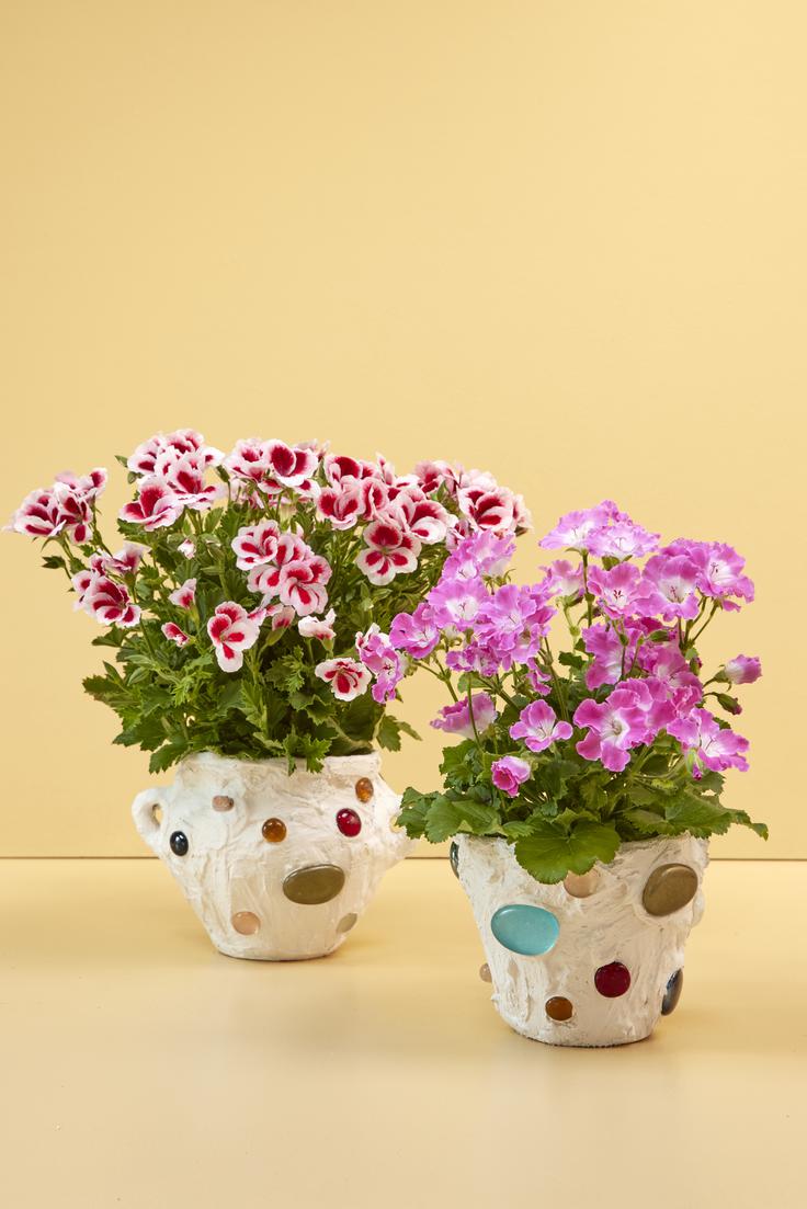 pelargonije | Foto: Pelargonium for Europe