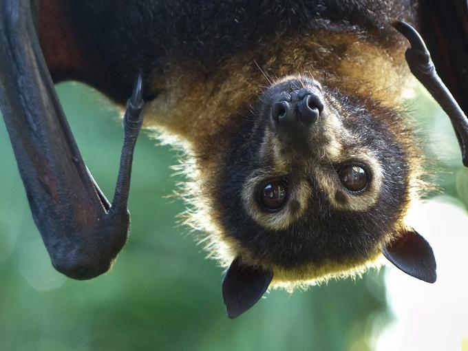 Po navedbah strokovnjakov naj bi novi koronavirus izviral iz netopirjev in naj bi prek drugega sesalca prešel na človeka. | Foto: Getty Images