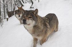 Kako so v ZOO Ljubljana zaustavili volkove (foto in video)