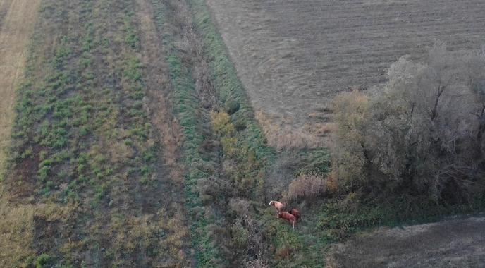 Drama končana: našli pobegle bike, ki so več dni strašili domačine