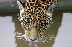 Mehičan skuhal jaguarja