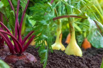 Kaj se te dni dogaja na vrtovih po Sloveniji?