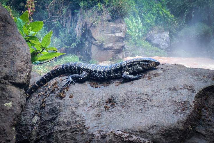 Tako velikih kuščarjev ne vidiš povsod. Ker se s svojo barvo prilagajajo okolju, se v naravi dobro skrijejo, zato jih včasih povsem nepripravljen zagledaš čisto blizu sebe. | Foto: K. M.
