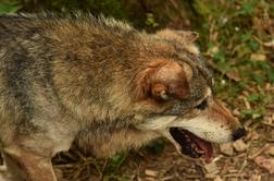 Lovci zavračajo očitke, da ne izvajajo odstrela volka #video