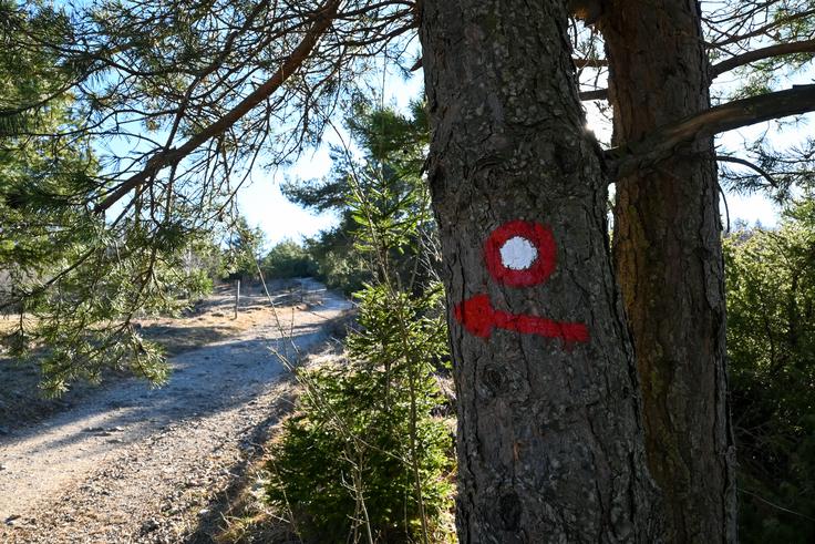 Del poti po grebenu gre po kolovozu. | Foto: Matej Podgoršek