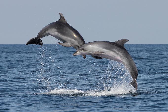Delfini v Piranskem zalivu. | Foto: 