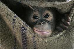 Orangutanka na odvajanju od kajenja