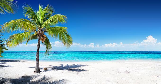 kokosova palma | Foto: Thinkstock