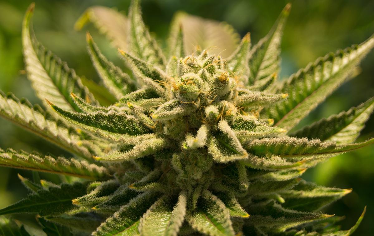 marihuana, kanabis | Zakon bo predvidoma stopil v veljavo maja prihodnje leto. | Foto Pixabay