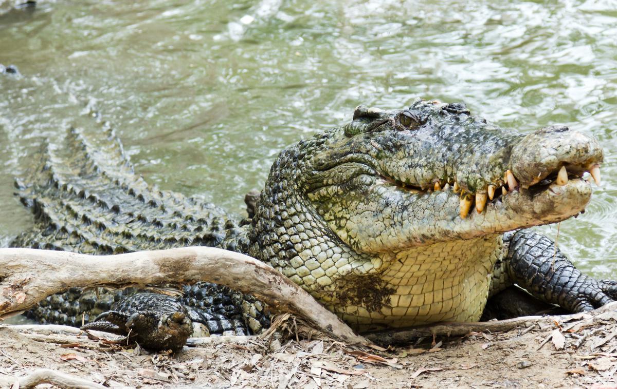 Avstralski krokodil | Kaznjenec, ki je bežal pred policijo, je v podrastju, polnem krokodilov, brez vode in hrane preživel štiri dni. | Foto Getty Images