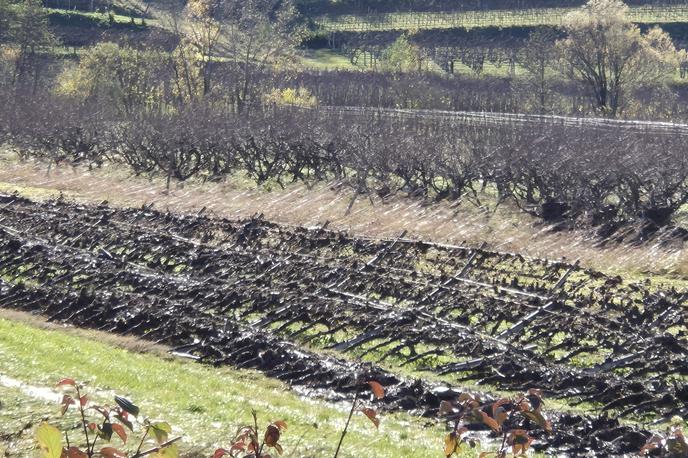 uničen vinograd, Neblo | Kako bo država lahko pomagala vinogradnikom, še ni znano. Mogoče bo to pomoč za sanacijo kmetijskih površin ali celo oprostitev plačila najemnine za poškodovane kmetijske površine, je pojasnila kmetijska ministrica Mateja Čalušić. | Foto STA