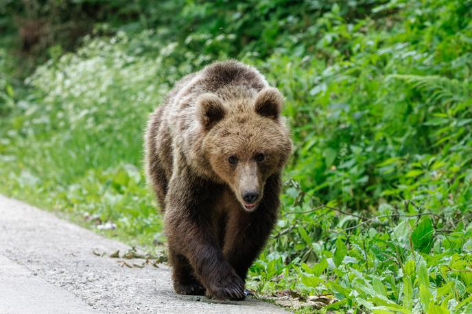 Medved | MedvedoFON je preprosto spletno orodje, namenjeno izključno prijavam rjavega medveda, volka in risa v okoliščinah človeške ogroženosti. | Foto Shutterstock