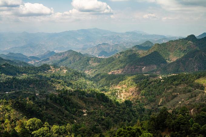 V Hondurasu so temperature vedno poletne, zato dozorevanje kave določa količina padavin. Najboljša kava uspeva na nadmorski višini, višji od 1.200 metrov. | Foto: 