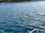 delfin