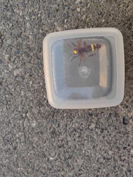 Tujerodni sršen Vespa orientalis